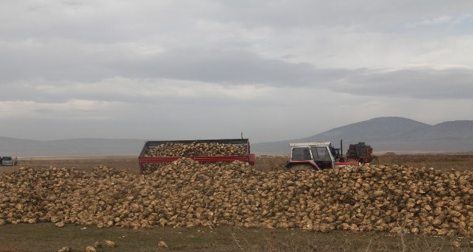 Aslanapa’da 40 bin ton pancar hedefleniyor