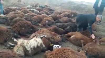 Iğdır’da 150 koyun telef oldu