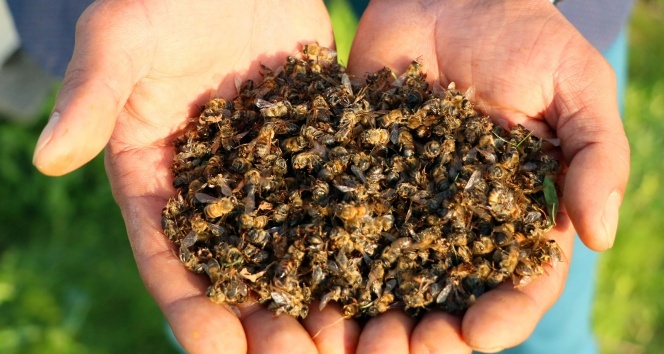 Türkiye&#039;de arı ölümleri arttı