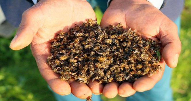 Türkiye’de arı ölümleri arttı