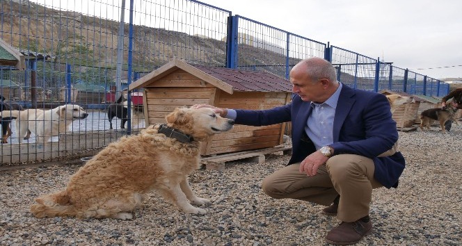 Büyükçekmece Belediyesi barınaktaki köpekler için bahçeli sisteme geçiyor