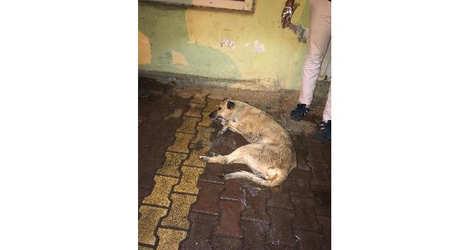 Sokak köpekleri ölü bulundu