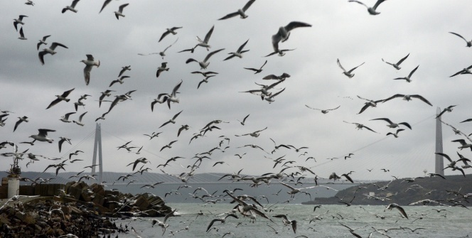 Yüzlerce kuş fırtınadan korunmak için dalgakıranın arkasına sığındı