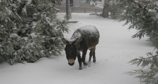 Kar yağışından en çok sokak köpeği ve eşek etkilendi