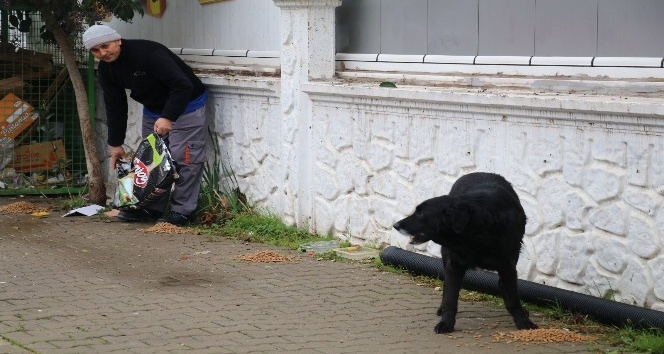Yalova’da sokak hayvanlarına yiyecek dağıtıldı