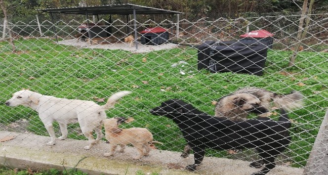 Sapanca Kadın Meclisin’den hayvan barınağına ziyaret