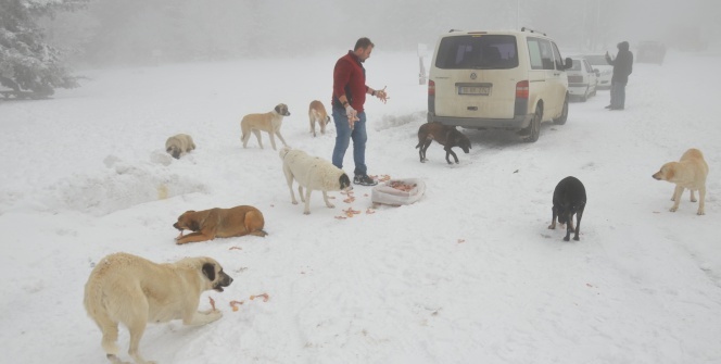 Donmak üzere olan köpekleri sobanın yanında ısıtıp etle besliyor