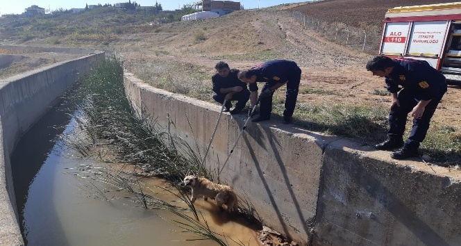 Su kanalına düşen köpek kurtarıldı