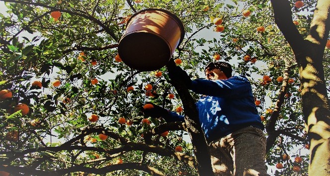 Aydın’da portakal hasadı başladı
