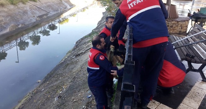 Sulama kanalında mahsur kalan köpeği Cankur kurtardı