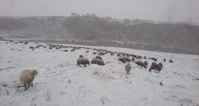 Ardahan’da kar yağışı çobanları zor durumda bıraktı
