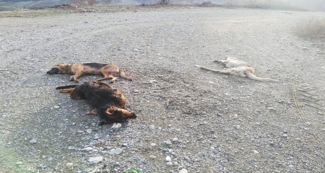 Tokat’ta 4 kopek yol ortasında ölü bulundu