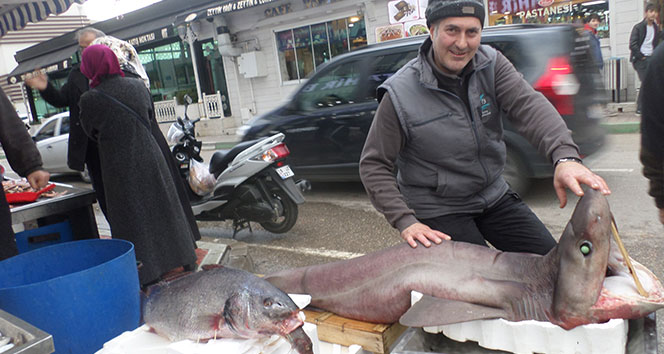 Marmara&#039;da dev köpek balığı yakalandı