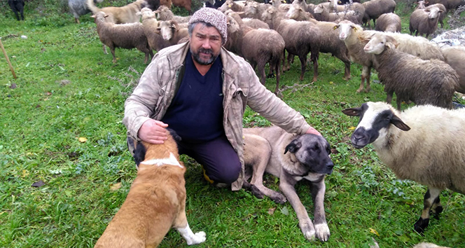 Sarıyer’de koyunları çalmak için 8 köpeği zehirlediler