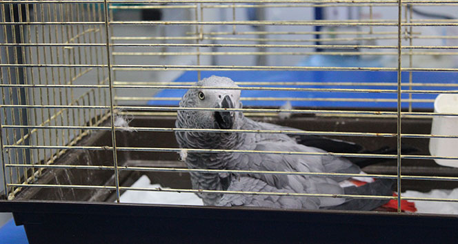 Murat Özdemir’in işkence ettiği papağan öldü