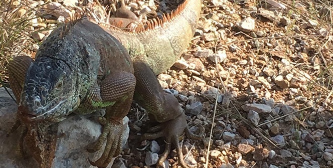 Yol ortasında dev kertenkeleyi görenler şoke oldu