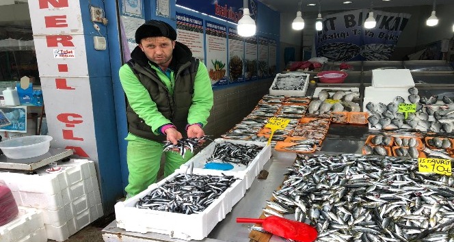 Hamsi kavağa çıktı