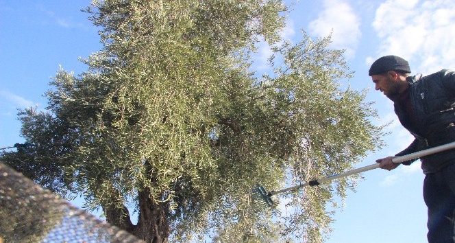 Zeytin hasadına yeniden başladı