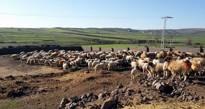 Üreticiye destek sürüyor