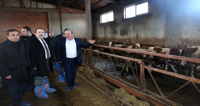 Vali Pehlivan Besi ve Süt Hayvancılığı İşletmesini ziyaret etti