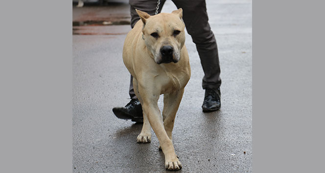 Başına 10 bin TL ödül konulan köpek bulundu İhlas Haber Ajansı