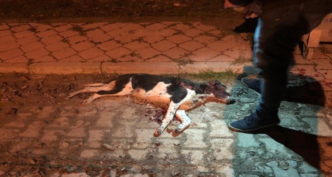 Sokak ortasında silahla vurduğu köpeği çöp konteynerine attı