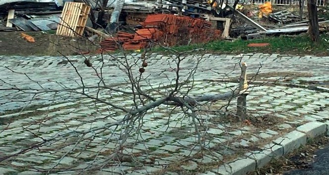 Isparta’da çok sayıda ağaç kırıldı