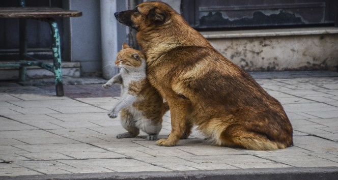Kastamonu’da kedi ve köpeğin dostluğu görenleri şaşırttı