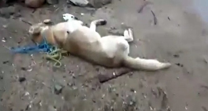Kırıkkale’de köpeklerin zehirli iğne ile katledildiği iddiası