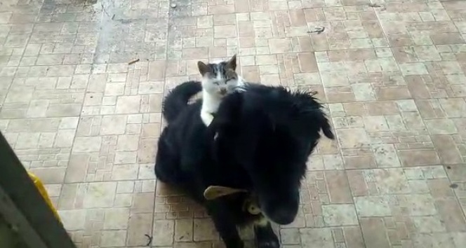 Kedi ile köpeğin ilginç dostluğu