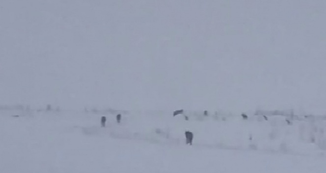 Kars’ta kurt sürüsü görüldü