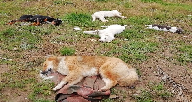 Trabzon’da sokakta yaşayan 8 köpek ve 2 kedi ölü bulundu
