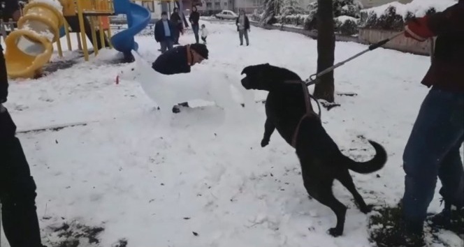 Kardan köpeği gerçek sanınca