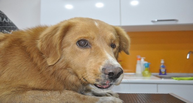 Çenesi kırılmış halde bulunan köpek tedavi altına alındı