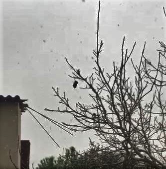 24 saat ağaçta asılı kalan kuş kurtarıldı