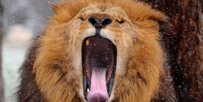 Kar altında hayvanların muhteşem görüntüleri