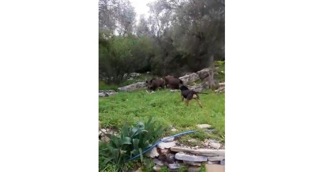 Köpeğin domuzlarla mücadelesi kameralara yansıdı