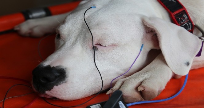 İşitme engelli olduğu düşünülen köpeğe işitme testi yapıldı