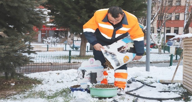 Çankırı Belediyesi soğuk havada sokak hayvanlarını unutmadı