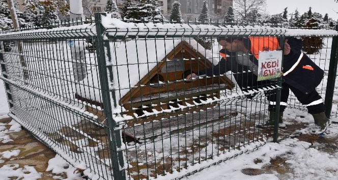 Selçuklu Belediyesi soğuk havada sokak hayvanlarını unutmadı