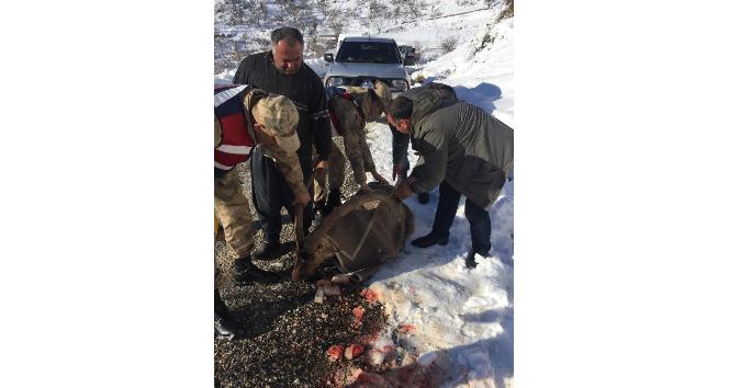 Jandarma yaralı dağ keçisini battaniyeye sardı