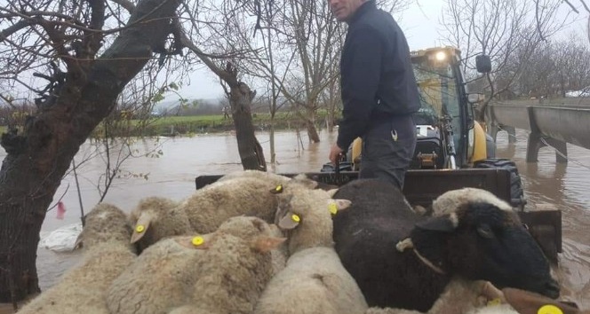 Sel baskınında mahsur kalan koyun ve köpekler kepçe ile kurtarıldı