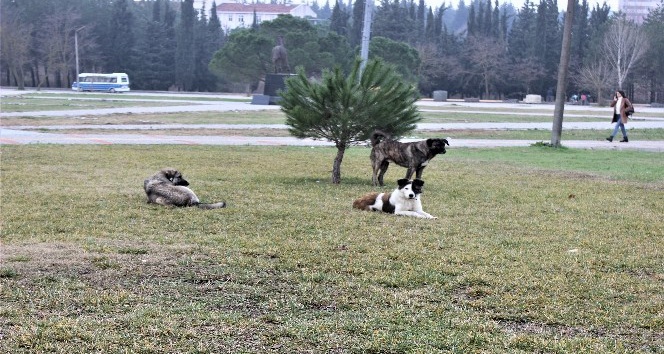 (Özel) Türkiye’de saldırgan köpekler üzerine doktora yapan tek uzman konuştu