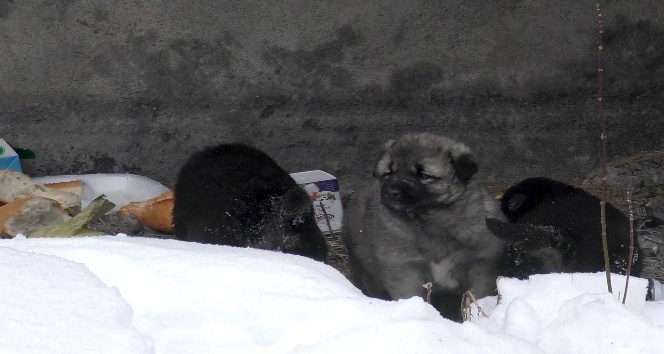 Sibirya soğuklarından etkilenen köpeği ve yavrularını her gün besliyor