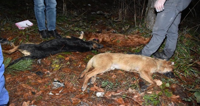 Sakarya’da yol kenarında 3 köpek ölü olarak bulundu