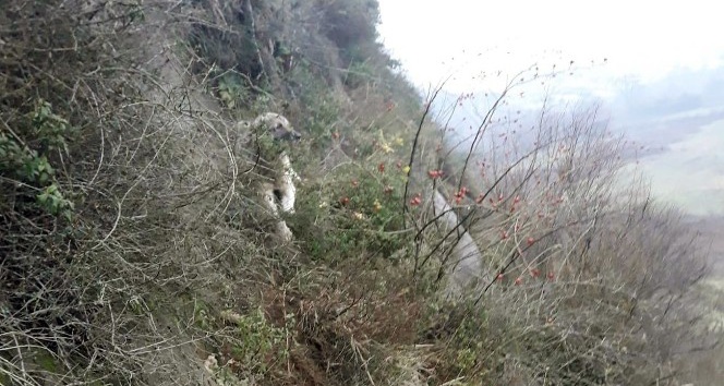 Kayalıklarda mahsur kalan sokak köpeğini itfaiye kurtardı