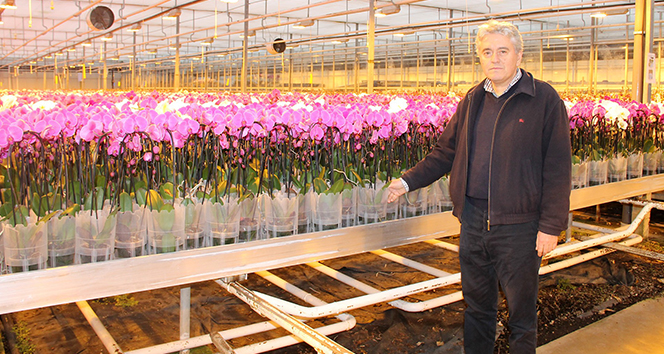 Hollanda&#039;nın gözünü korkutan tesis yılda 1 milyon 725 bin yerli orkide üretiyor