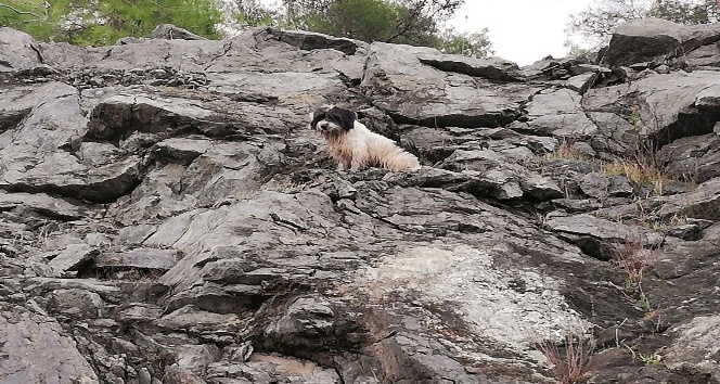 Kayalıklarda mahsur kalan köpek kurtarıldı