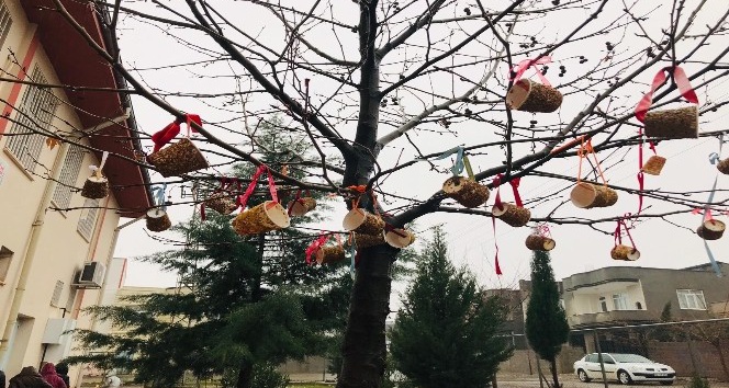 Kahtalı öğrenciler kuşlar için ağaçlara yem astı