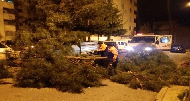 Fırtına ağaçları devirdi, araçlara zarar verdi